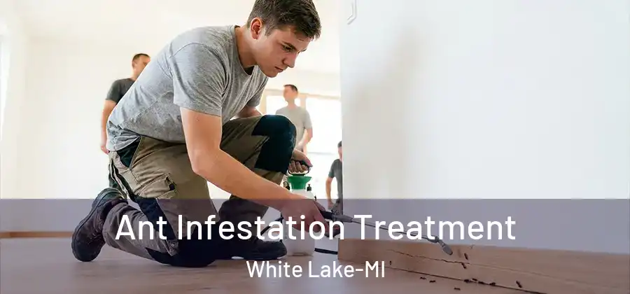  Ant Infestation Treatment White Lake-MI