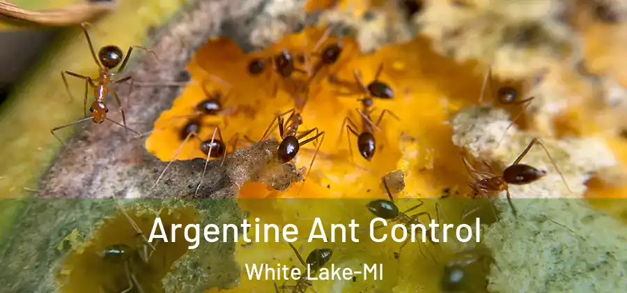Argentine Ant Control White Lake-MI