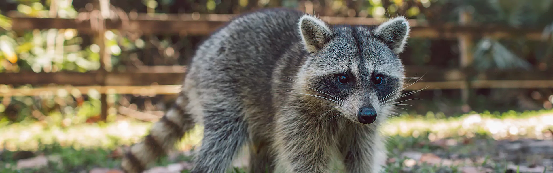 Raccoon Removal