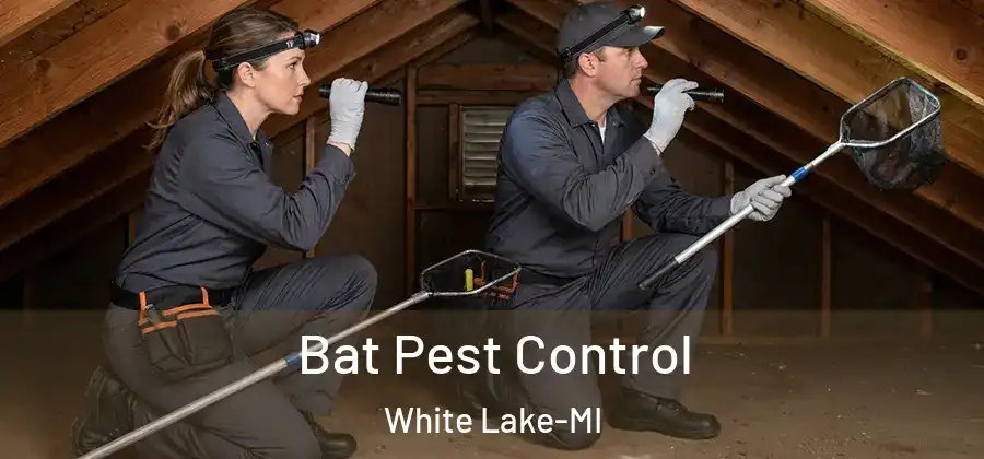  Bat Pest Control White Lake-MI