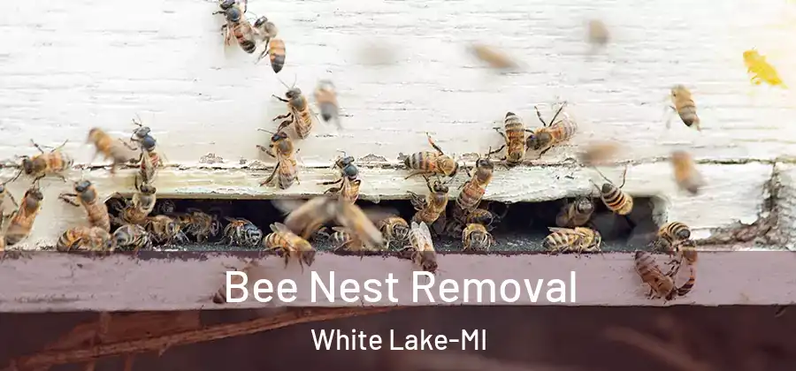 Bee Nest Removal White Lake-MI