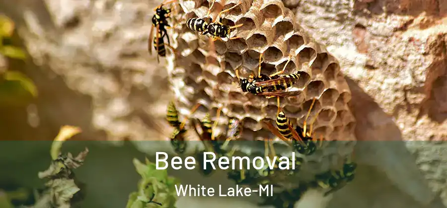 Bee Removal White Lake-MI