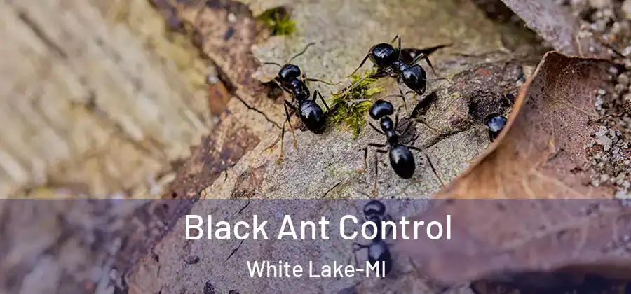  Black Ant Control White Lake-MI