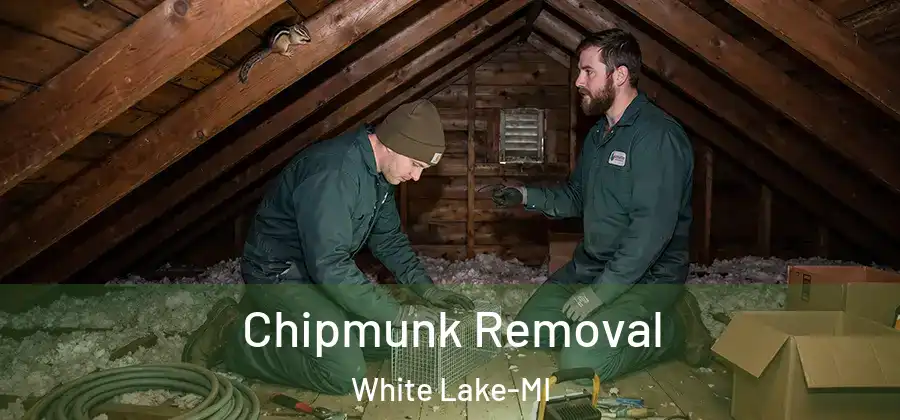 Chipmunk Removal White Lake-MI