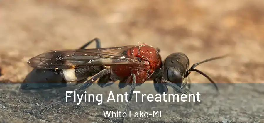 Flying Ant Treatment White Lake-MI