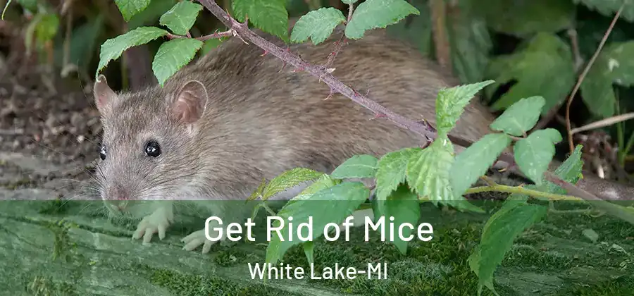 Get Rid of Mice White Lake-MI