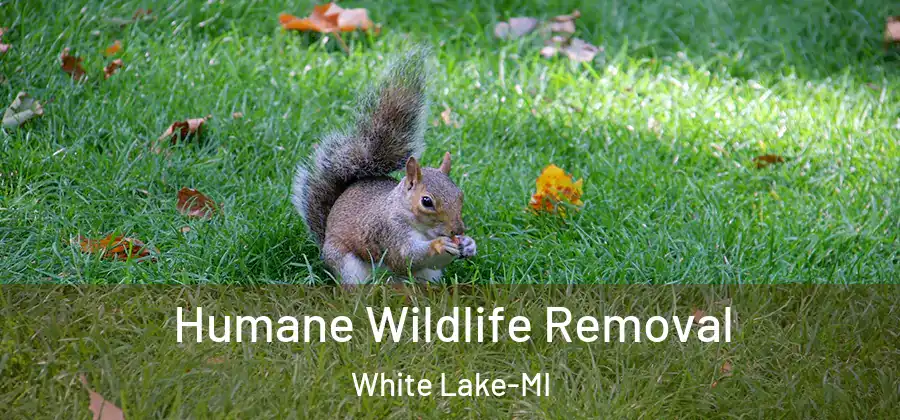 Humane Wildlife Removal White Lake-MI