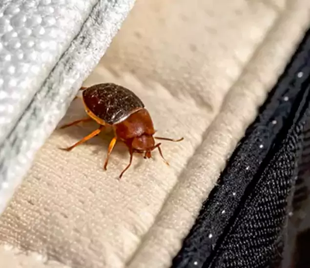 Trusted Bed Bug Prevention Specialists in White Lake, MI