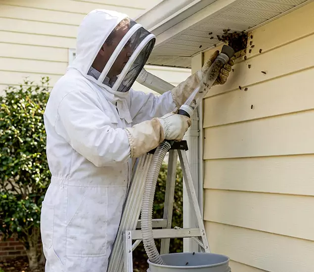 Your Affordable Bee Removal Company in White Lake, MI