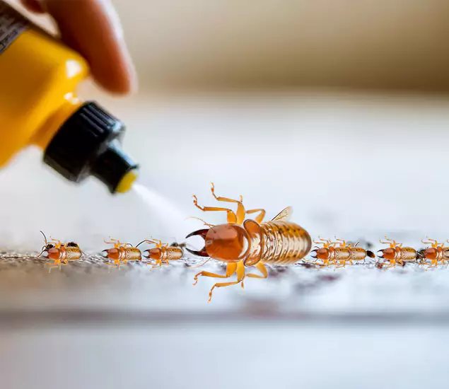 Reliable Bora Care Termite Experts in White Lake, MI