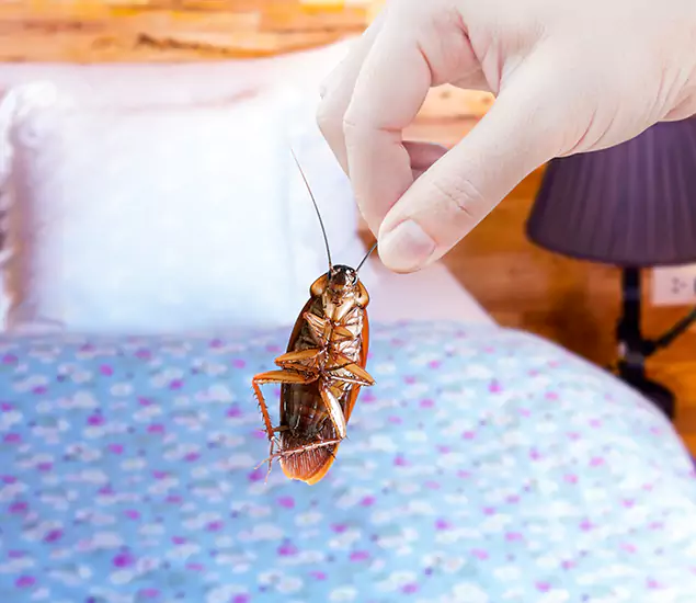 Expert Roach Control Services: Your Cockroach Pest Control in White Lake, MI