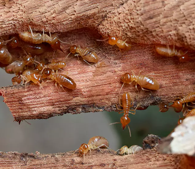 About Our Drywood Termite Treatment Experts in White Lake, MI