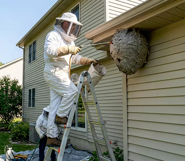 Expert Wasp Nest Removal: Your Local Wasp Nest Removal Company in White Lake, MI