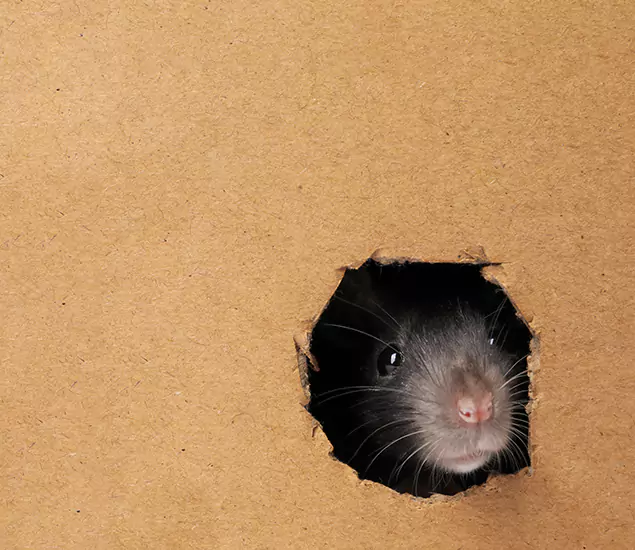 Rats in Attic Removal Experts in White Lake, MI