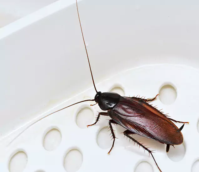 Trusted Cockroach Exterminator: Your Roach Control Services in White Lake, MI