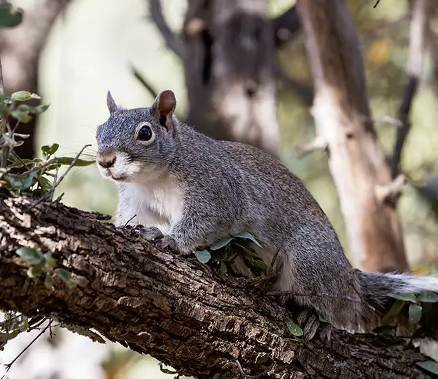 Squirrel Removal