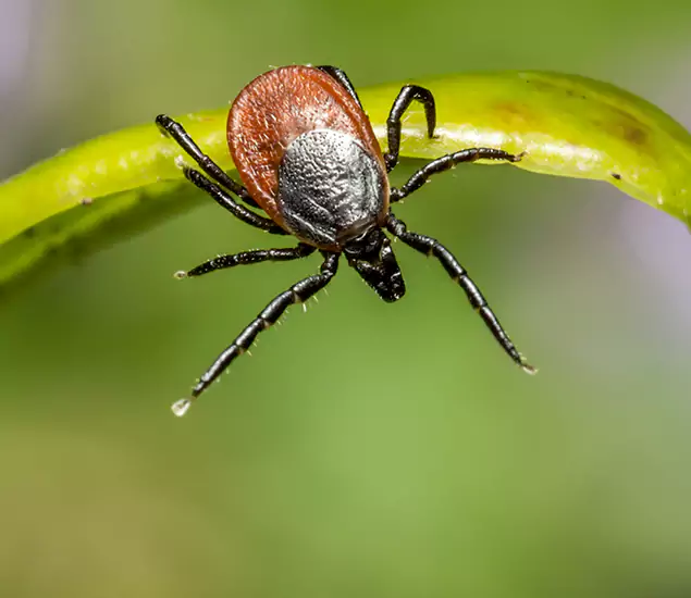 Your Trusted Tick Pest Control in White Lake, MI