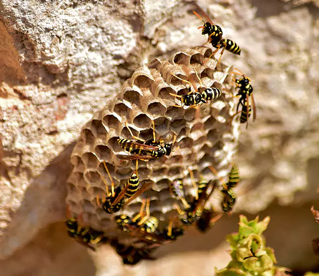 Your Best Wasp Removal Company in White Lake, MI