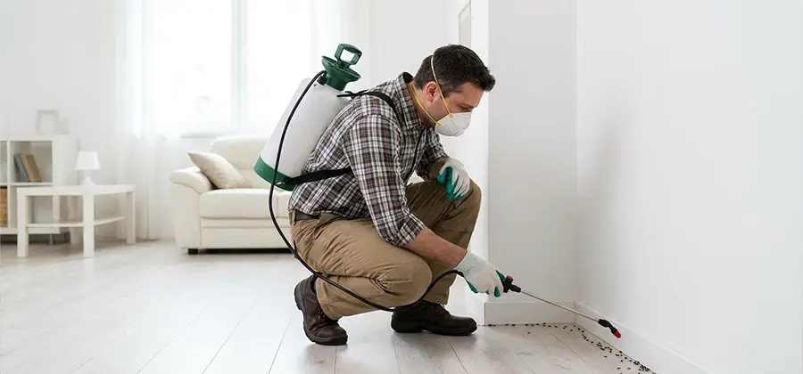 Seasonal Ant Infestation Control in White Lake