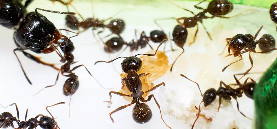 Argentine Ant Barrier Treatment in White Lake