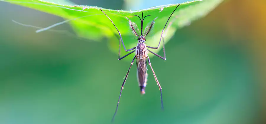 Natural Mosquito Spray for Yard in White Lake