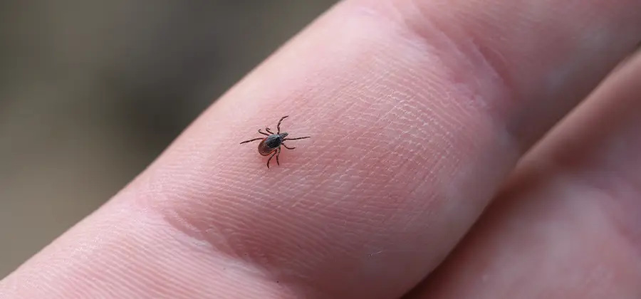 Infection Prevention for Bed Bug Bites in White Lake