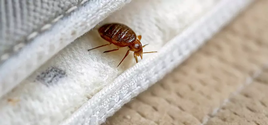Tenting Bed Bug Fumigation in White Lake