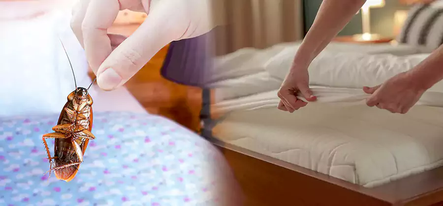 Bed Bug Home Extermination Service in White Lake