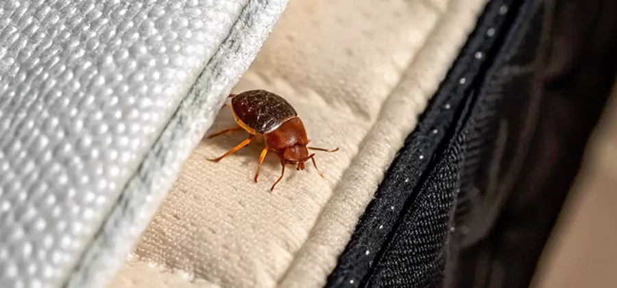Commercial Bed Bug Control in White Lake