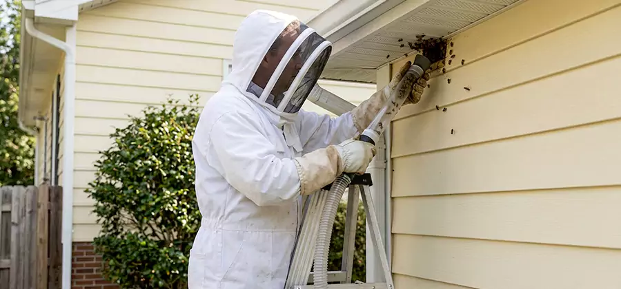 Ground Bee Removal in White Lake