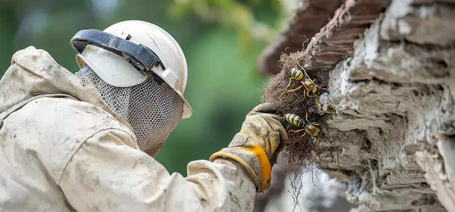 Bee and Wasp Hornet Removal in White Lake