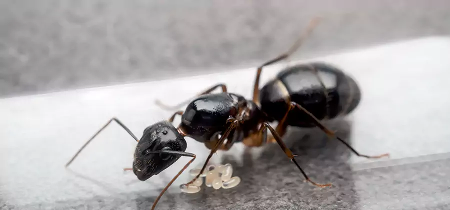 Black Ants in Kitchen Elimination in White Lake