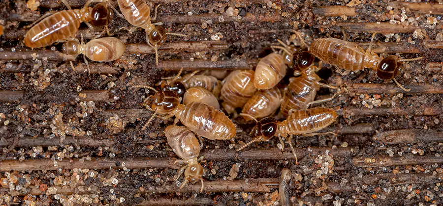 Bora Care Residential Termite Control in White Lake