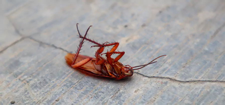 Cockroach Eradication for Commercial Properties in White Lake