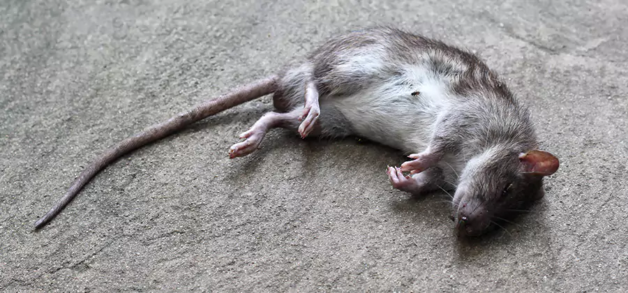 Dead Rat Disposal in White Lake