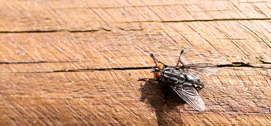 Flying Ant Barrier Treatment in White Lake