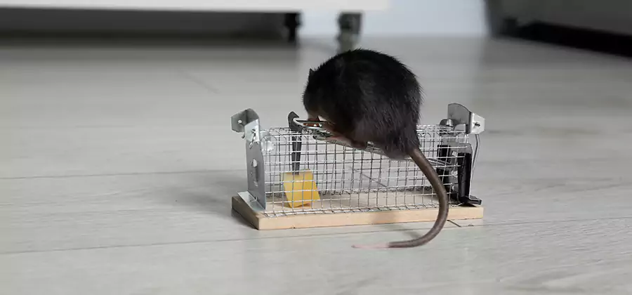 Mice in Attic Removal White Lake