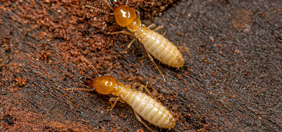 Structural Heat Termite Treatment in White Lake