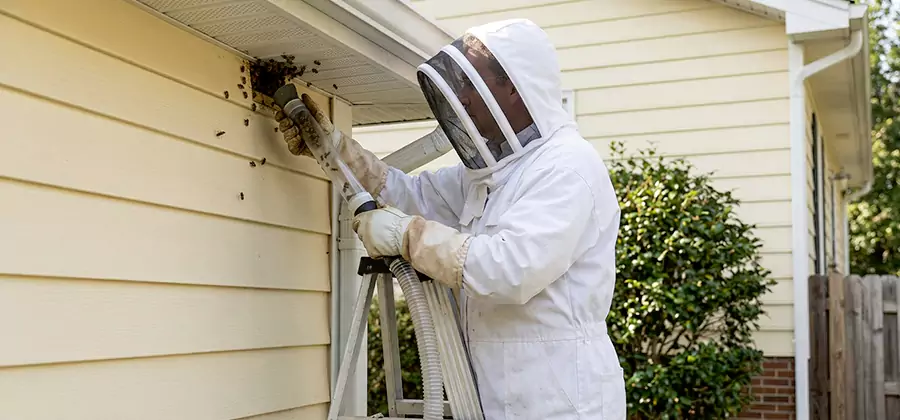 Wasp Nest in Wall Removal in White Lake