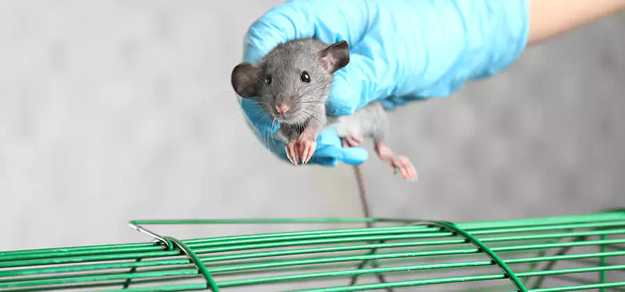 Humane Rat Trapping in White Lake