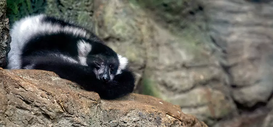 Humane Skunk Removal in White Lake