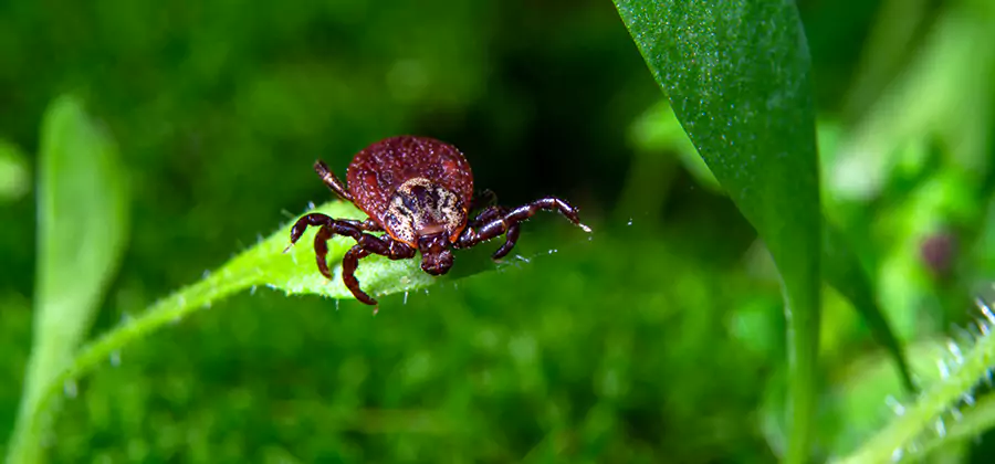 Tick Prevention for Yard in White Lake