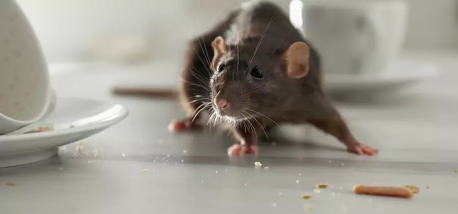 Rodent Feces Removal in White Lake