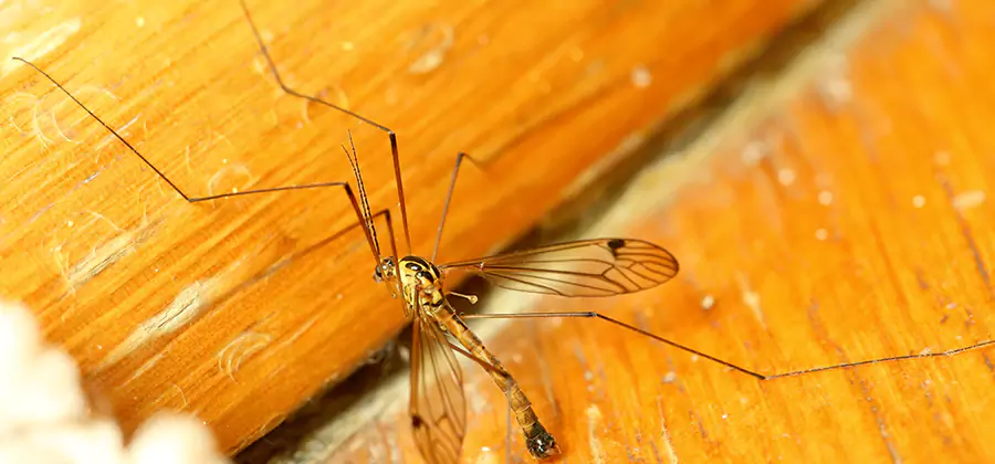 Exterior Mosquito Control in White Lake