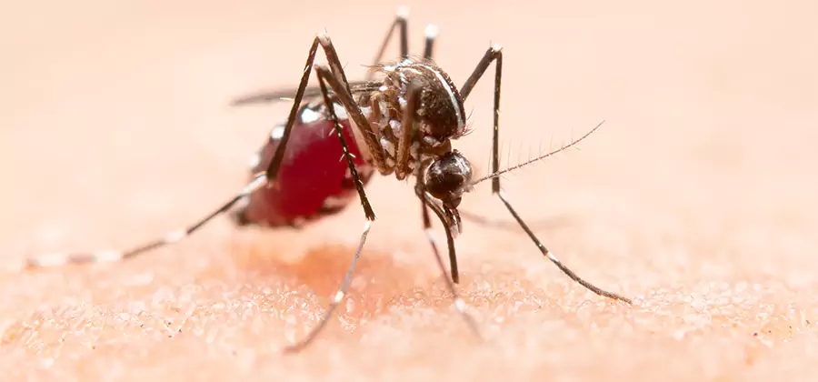 Indoor Mosquito Killer and Interior Control in White Lake