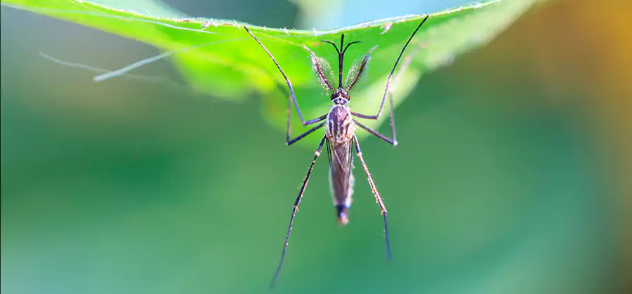 Pest and Mosquito Control for Yard and Patio in White Lake