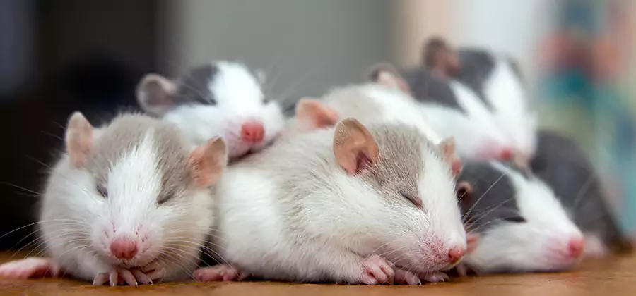 White Lake Pet Safe Mice Control