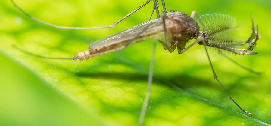 Herbal Mosquito Repellent Treatment in White Lake