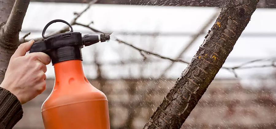 Orange Oil Structural Cavity Treatment in White Lake