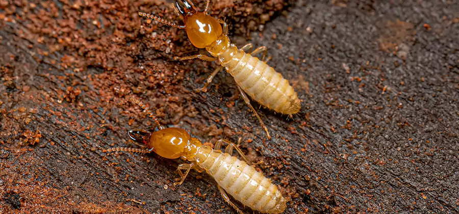 Natural Ant Hill Killer Treatment in White Lake